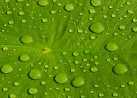 Manufacturers Exporters and Wholesale Suppliers of Acid Green 25 AHMEDABAD Gujarat
